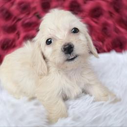 Tiny Candy cream silky wire - Cream female Dachshund puppy in Richmond, Virginia from Irresistible Dachshunds & Cavaliers