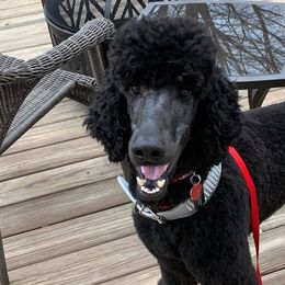 Poodles from Semper Fi Poodles