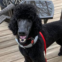Poodles from Semper Fi Poodles