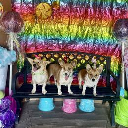 Monkey - Pembroke Welsh Corgi