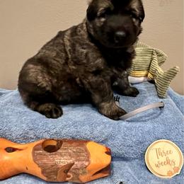 Gray - Gray sable male Shiloh Shepherd puppy in Montezuma, Iowa from Shoreline Shilohs