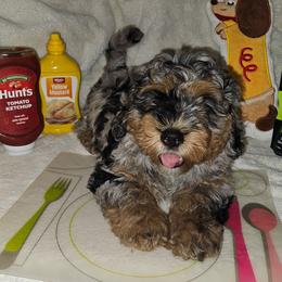 Brisket - Blue merle female Bernedoodle puppy in San Marcos, California from DoodlyDoodlyDoodles