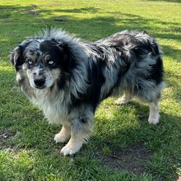 Rodeo - Miniature Australian Shepherd