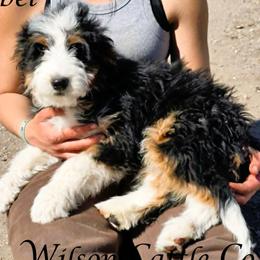 Rebel - Black tri-color male Aussiedoodle puppy in Lancaster, Minnesota from Wilson Cattle Co.