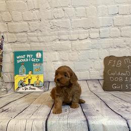 Goldendoodle and Poodle Puppies from Partridge Doodles and Poodles