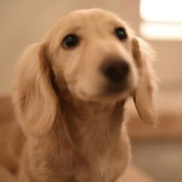 Hanky Panky - Cream male Dachshund puppy in Eastland, Texas from Mavericks Mini Dachshunds