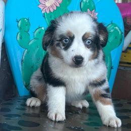Skye - Blue merle female Toy Australian Shepherd puppy in Hawley, Texas from Foxy’s Dachshunds & Toy Aussies