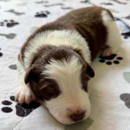 Banjo - White and red male Border Collie puppy in Rickman, Tennessee from Roaring River Border Collies
