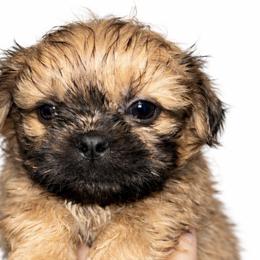 Boy 2 - Brindle male Shih Tzu puppy in Marion County, Tennessee from Jenkins Puppy Paradise