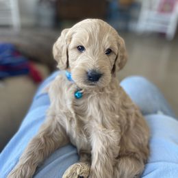 Goldendoodle Puppies from Lakeside Doodles MN