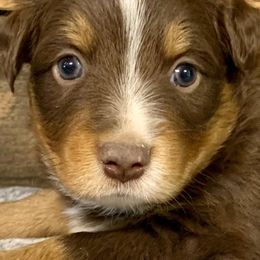 Miniature Australian Shepherds from Poncik Mini Aussies