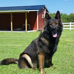 Perle - German Shepherd