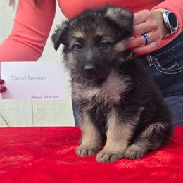 White collar girl - Black and tan female German Shepherd puppy in Berry, Alabama from Whisper Gray