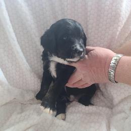 Waffle - Black and white female Bernedoodle puppy in Brigham City, Utah from Prairie Rose Doodles