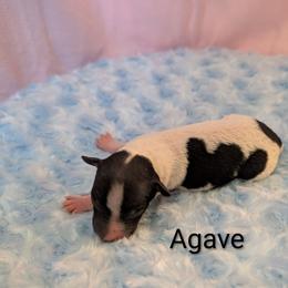 Agave - White and black female American Hairless Terrier puppy in Phoenix, Arizona from Bare Valley