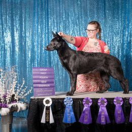 German Shepherd Puppies from Vom Cosabar