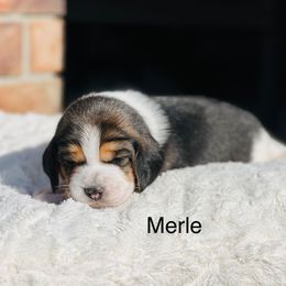 Merle - Black tan and white male Beagle puppy in Mansfield, Missouri from Rippee Creek Kennel