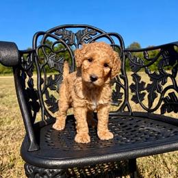 Christopher Robin - Apricot male Goldendoodle puppy in Crawford, Mississippi from Magnolia State Poodles and Doodles