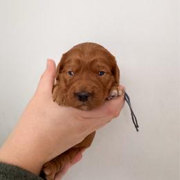Myla - Red  female Goldendoodle puppy in Amery, Wisconsin from Cornerstone Retrievers