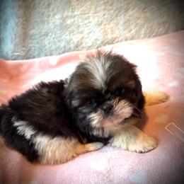 CUPCAKE - Red and white female Shih Tzu puppy in Kamilche, Washington from Serendipity Shih tzu