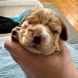 AKC Oregano - not available - Red male Cocker Spaniel puppy in Cincinnati, Ohio from Abundance of Joy LLC Cocker Spaniels