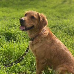 Gracie - Golden Retriever