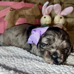 Zoe - Blue merle female Aussiedoodle puppy in Midlothian, Texas from Gray Doodles