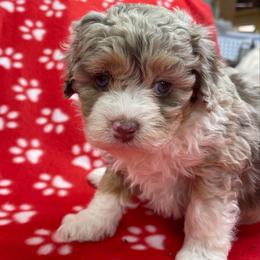 Scarlett - Red merle female Assorted Doodle Crosses puppy in Stuart, Virginia from Lil Aussie Posse