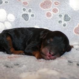 Lakota - Phantom male Poodle puppy in Hurricane Mills, Tennessee from Scenic Hills Kennels