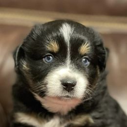Miniature Australian Shepherds from +s mini Aussies