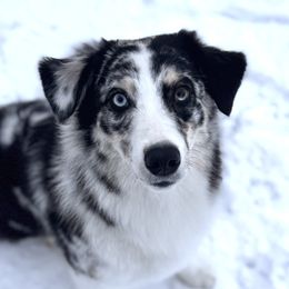Chipper - Australian Shepherd