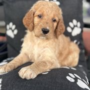 Ellie - Red female Assorted Doodle Crosses puppy in Maryland from Grind Stone Breeding Kennels