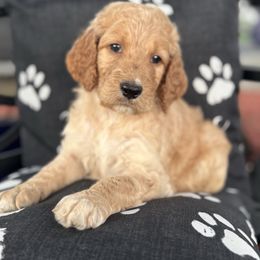 Ellie - Red female Assorted Doodle Crosses puppy in Maryland from Grind Stone Breeding Kennels