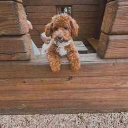 Goldendoodle, Poodle, and Shihpoo Puppies from Geise Meadow Doodles