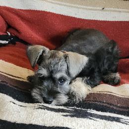 Jaxon - Salt and pepper male Miniature Schnauzer puppy in Ferndale, Washington from Blackhorse Schnauzers Washington state