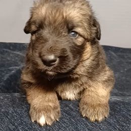 Shiloh Shepherd Puppies from Orchard Hills Shilohs