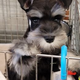 Miniature Schnauzer Puppies from A'Lord Miniature Schnauzer