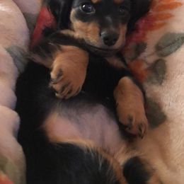 Dachshunds from Gracelyn’s Dachshunds