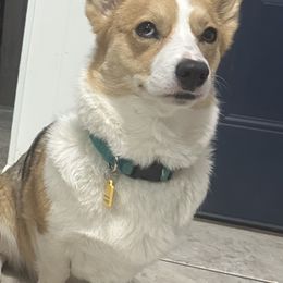 Mari - American Corgi