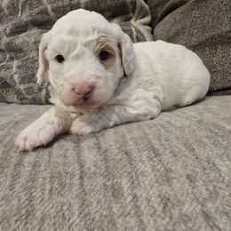 Pixie - Blenheim female Cavapoo puppy in Fordland, Missouri from K&K's Puppy Kingdom
