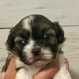 Kenzie - Tricolor female Shih Tzu puppy in Skipperville, Alabama from Nay Nay’s Babies
