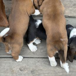 Basset Hound Puppies from Hill Top Basset Hounds & Great Pyrenees