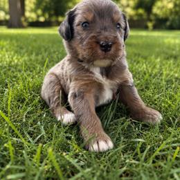 Jasper - Merle male Bernedoodle puppy in Holden, Missouri from Mid-West Bernedoodles