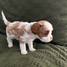 Tiny - Blenheim Cavapoo puppy in Utah from Squaw Peak Puppies