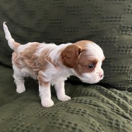 Tiny - Blenheim Cavapoo puppy in Utah from Squaw Peak Puppies