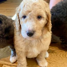 Goldendoodle Puppies from Stringer's Goldendoodles
