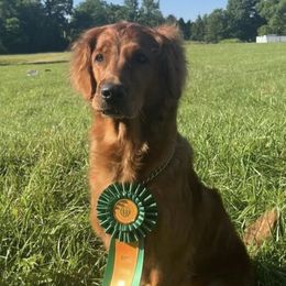 Golden Retrievers from Thoroughmark Retrievers