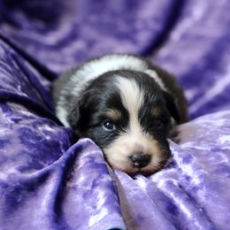 Australian Shepherd Puppies from Mezzo Australian Shepherds