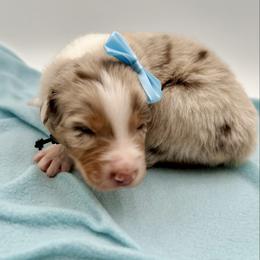 Rio - Red merle Australian Shepherd puppy in Vista, California from Cummings Family Aussies