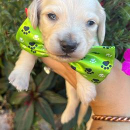 Cream boy - Cream male Dachshund puppy in Payette, Idaho from NT Mini Doxies